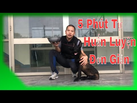Video: Làm thế nào để điều trị bong gân ở chó: 9 bước (có hình ảnh)
