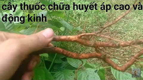 Cây thuốc vùng cao | tác dụng của cau đằng với bệnh cao huyết áp cây câu đằng bệnh động kinh