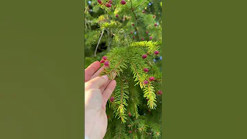 Как цветет ель
