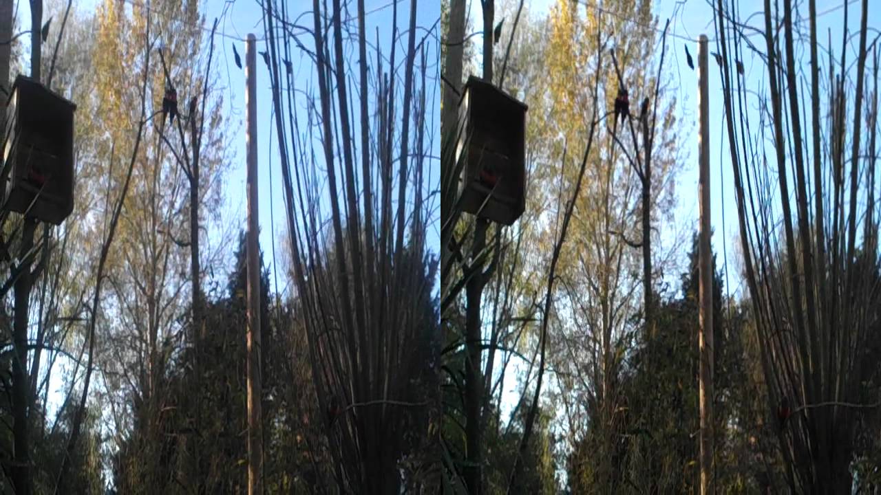 Lorikeet Lagoon bird walk through at Chessington, filmed in 3D