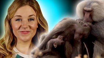 Can animals be nice? Altruism Debate | Zoo La La | BBC Earth Explore