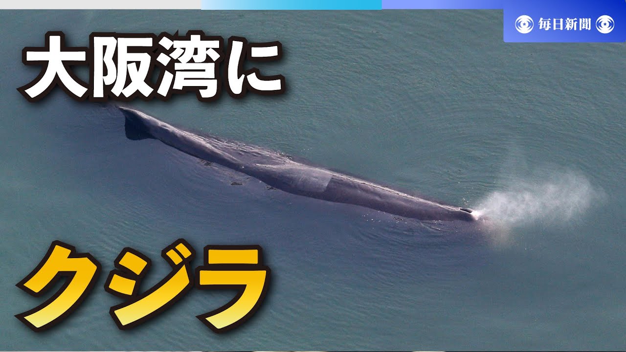 大阪湾に体長8メートルのクジラ 「潮を吹いている」と通報 - YouTube