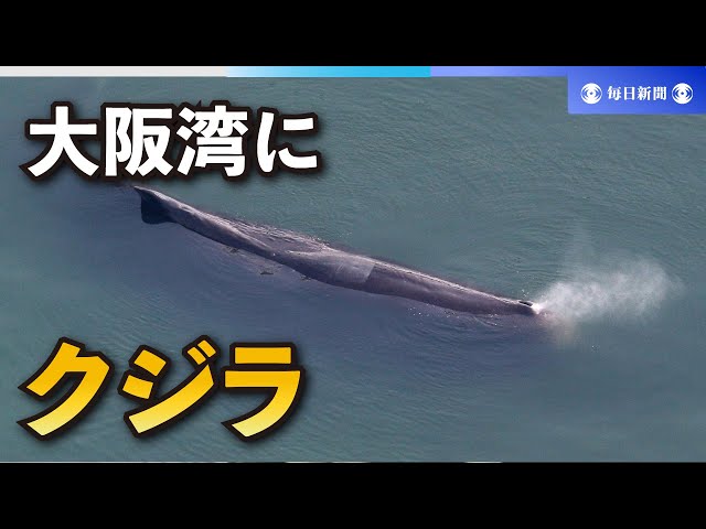 這うクジラ sddefault.jpg