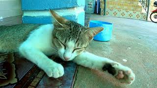 A gray and white cat is sleeping on a flowered carpet. /Lucky Munchkin 럭키 먼치킨