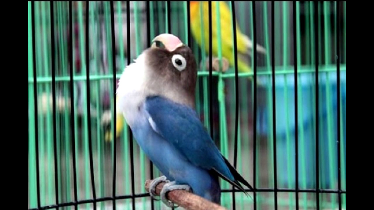 Download video lovebird juara