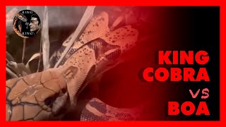 King cobra vs boa ( king cobra vs python ) 킹코브라 vs 보아뱀 ‼snake video