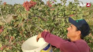 روبورتاج / محاصيل الفستق في الجزائر البيستاش ..اشجار تنتج الذهب