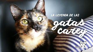 La leyenda de las gatas carey