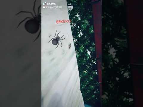 Örümceek korktun mu