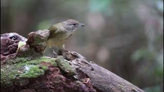 Wildlife Grey cheeked Bulbul (Alophoixus tephrogenys)   Bukit Wang Malaysia HD 1080p
