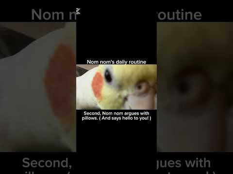 Nom nom's daily routine