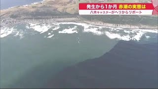 北海道襲う赤潮被害…上空からも
