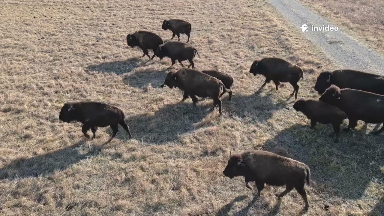 The Cracked deer antler