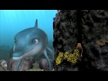 Dolphin story of a dreamer official trailer 2015