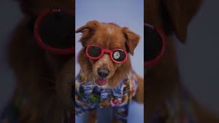 TERNYATA ANJING TAKUT PETIR?? 🐶⚡