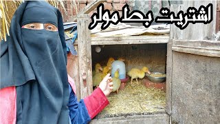 اشتريت بط مولر عشان شهر رمضان وشوية نصائح لتسمين البط عشان يتقل بسرعة