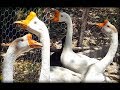 Criação de gansos sinaleiro: Belíssimas aves!