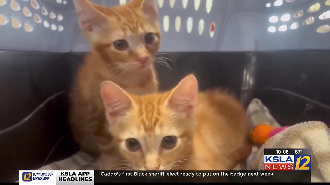 Keeping your pets safe during summer heat