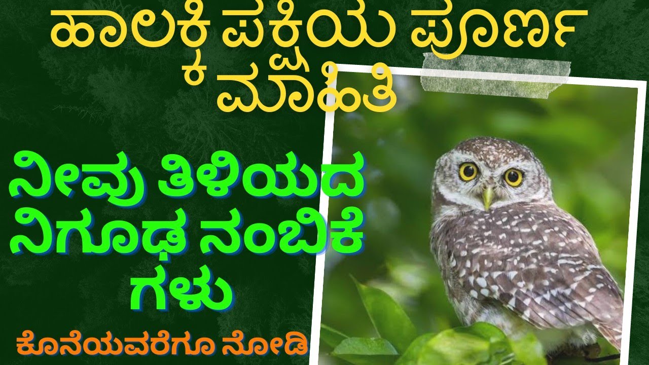 ಹಾಲಕ್ಕಿ ನುಡಿತೈತೆ....ಹಾಲಕ್ಕಿ ನುಡಿತೈತೆ......ರಾತ್ರಿಯ ರಾಜ ಈ ಪಕ್ಷಿ.....spotted owlet bird information