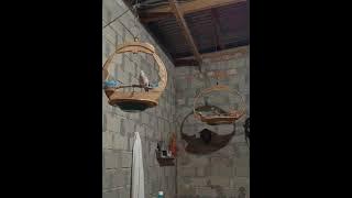 suara pikat perkutut ranting vs pikat terkukur di malam hari