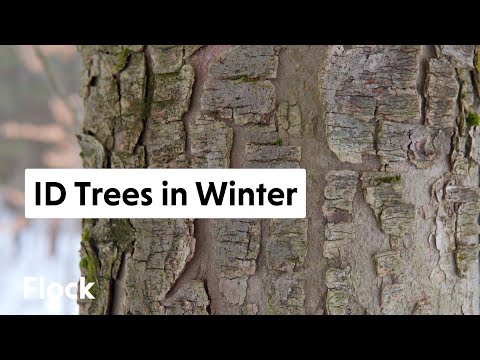 Vídeo: Exfoliating Bark Trees: Interessante casca de árvore no inverno