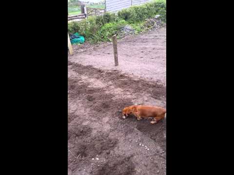 Bockety settings spuds in Derrynane