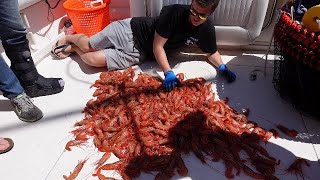 Washington State Spot Shrimp Fishing 2021