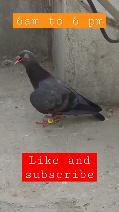 high flyer pigeon