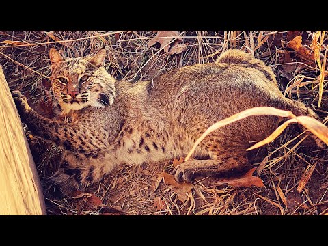 the-wrong-kind-of-bobcat