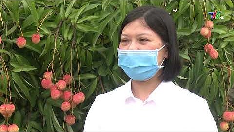 Đẩy mạnh tiêu thụ vải thiều Thanh Hà