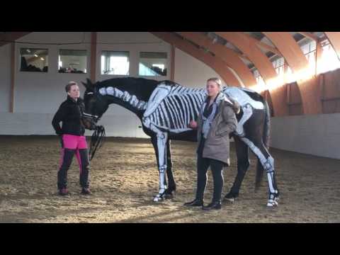 Video: Njurinflammation I Hästar