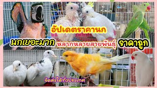 อัปเดตราคานก นกเยอะ ราคาถูก หลายสายพันธุ์ ร้านอันดามัน จตุจักร มีนบุรี