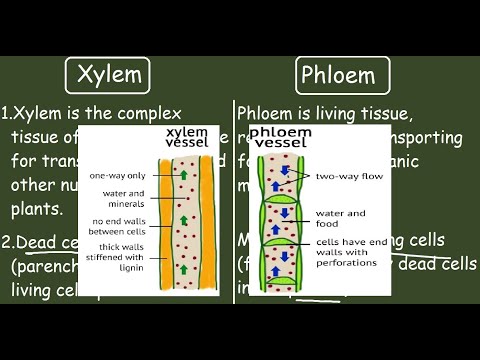 Video: Vem skiljer sig xylem från floem?
