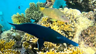 Very friendly pair: Green birdmouth wrasse male and Yellowsaddle goatfish (4K video)