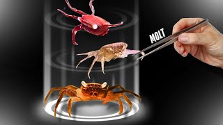 Vampire Crabs can Regain Lost Claws
