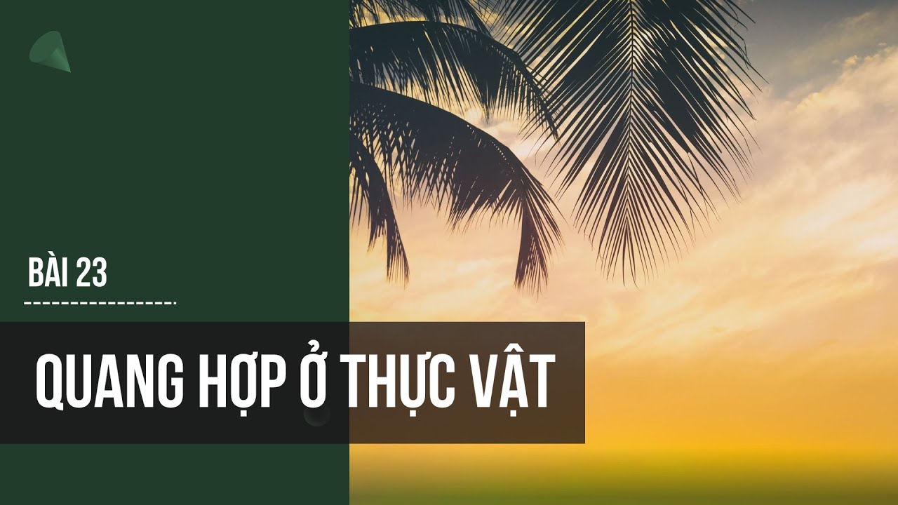 Giáo Án PowerPoint Sinh Học 7 Chân Trời Sáng Tạo - Bài 23 QUANG HỢP Ở THỰC VẬT