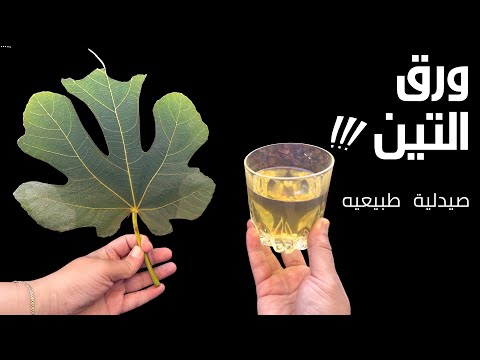 فوائد مذهلة لورق التين لم تكن تعرفها منقوع ورق التين و كيفية تحضيره