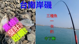 岸磯台南青鯤鯓鐵板橋打螺釣練餌#黑格#班頭#臭肚三種魚一次釣 