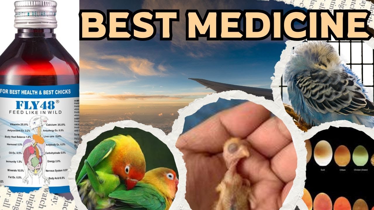 Bird Best Medicine Fly48