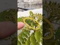 A live caterpillar on my terrace garden #caterpillar #butterfly #terracegarden
