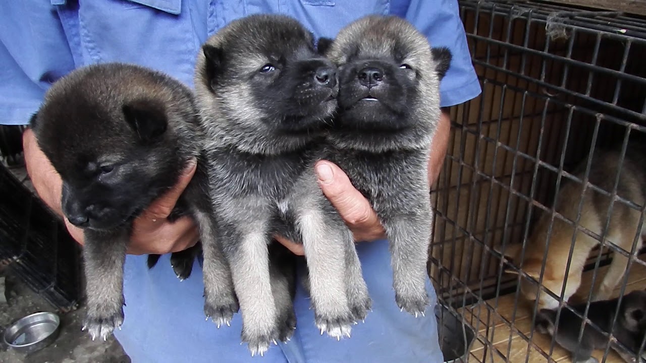 紀州犬の子犬 胡麻毛 オス メス 白毛オス 生後14日 Youtube