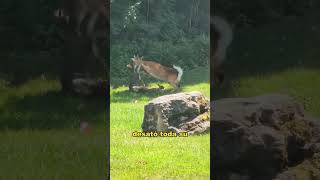Mother Deer Rescues Her Fawn. #animals #fyp #Friendship #Us #