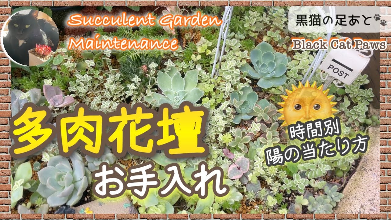 Maintaining the Succulent Garden - YouTube