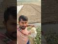 Village lifestyle minivlog vlog #villagelife #farmerlife #marigold #parimalbiswas #viralvideo #short