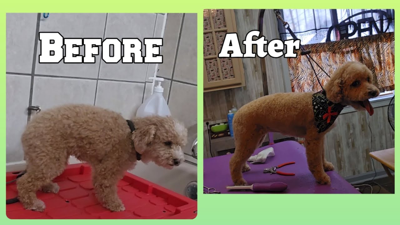 Poodle Bichon grooming haircut & bath YouTube