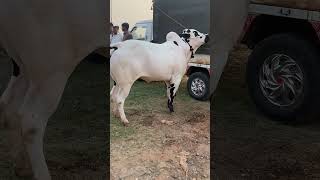 Jaffar Mandi #jaffarmandi #shortvideo #shortsreels #fathajangi