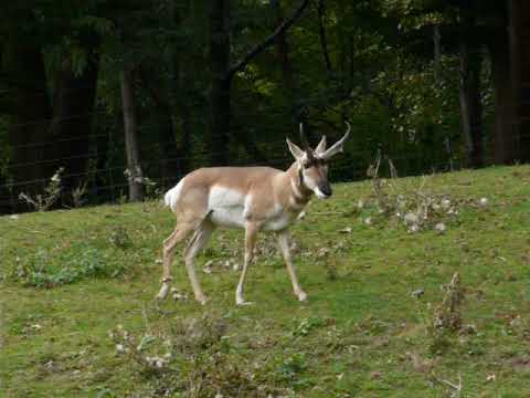 A male of Pronghorn