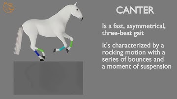 HORSE GAITS  PART 03 - CANTER CYCLE ANALYSIS