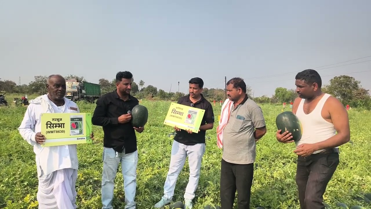 Syngenta Watermelon Simbha#export quality Watermelon 🍉🍉🍉#