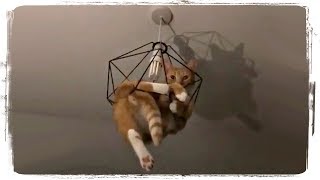 СМЕШНЫЕ КОТЫ (приколы с животными) | FUNNY CATS (fun with animals) #591 СМЕШНЫЕ КОТЫ (приколы с животными) | FUNNY CATS (fun with animals) #591